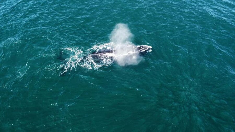 From Cape Town: Hermanus Whale Watching Tour with Boat Trip - The boat trip: your real shot at Southern Right and Humpback whales