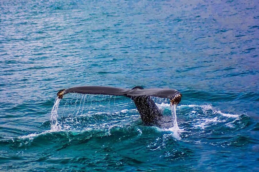From Cape Town: Hermanus Whale Watching Tour with Boat Trip - Optional add ons if you want to stretch the day