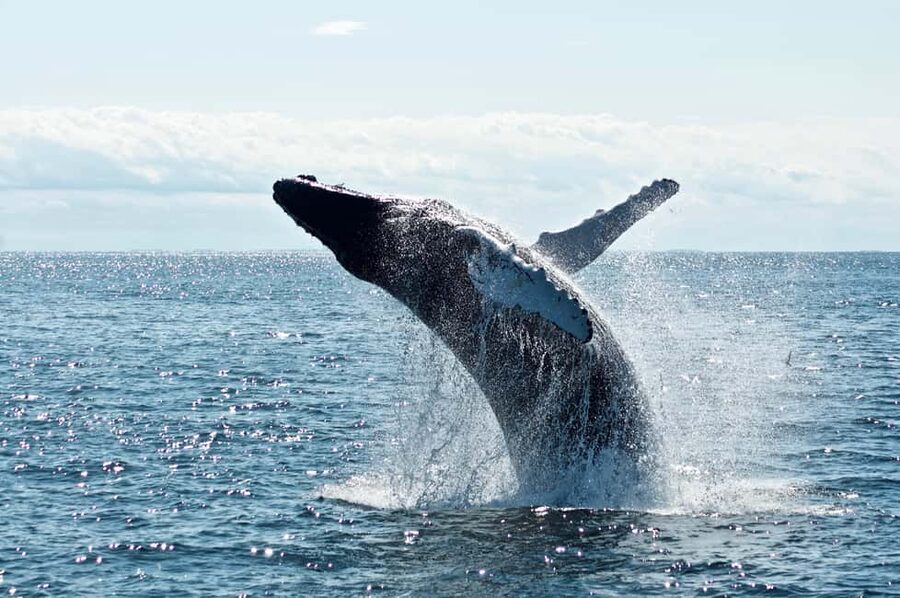 From Cape Town: Hermanus Whale Watching Tour with Boat Trip - What to bring, and what to wear so the day stays fun