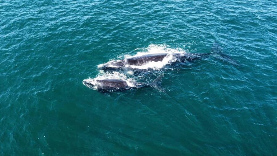 From Cape Town: Hermanus Whale Watching Tour with Boat Trip - Cape Town to Hermanus, how the drive sets the tone