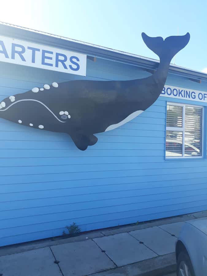 From Cape Town: Hermanus Whale Watching Tour with Transfer - From Cape Town pickup to Hermanus: what that long drive really adds