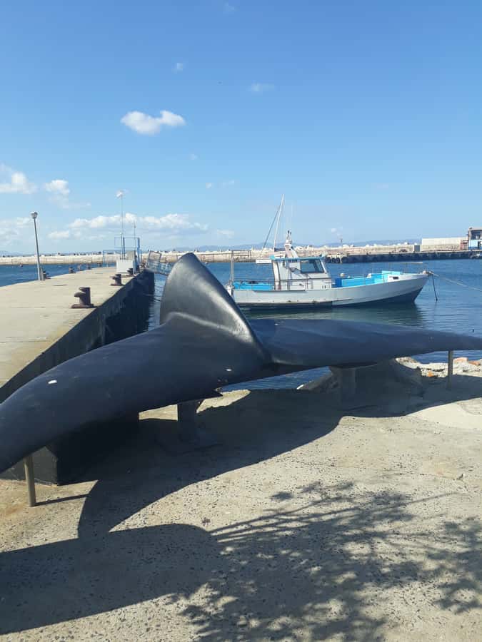 From Cape Town: Hermanus Whale Watching Tour with Transfer - Langa and Khayelitsha: the route passes real communities with real structure