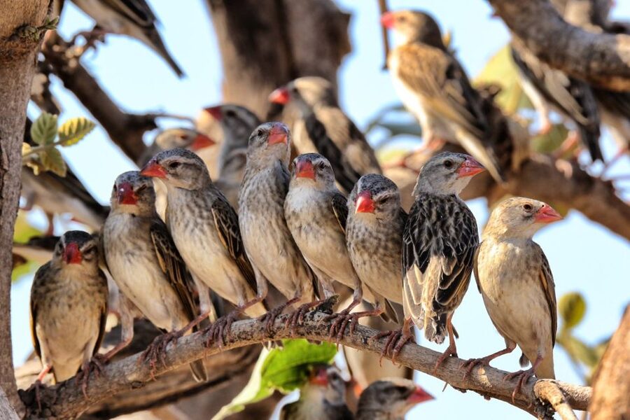 From Cape Town: Kruger National Park 2-Day Safari Trip - Key points before you go