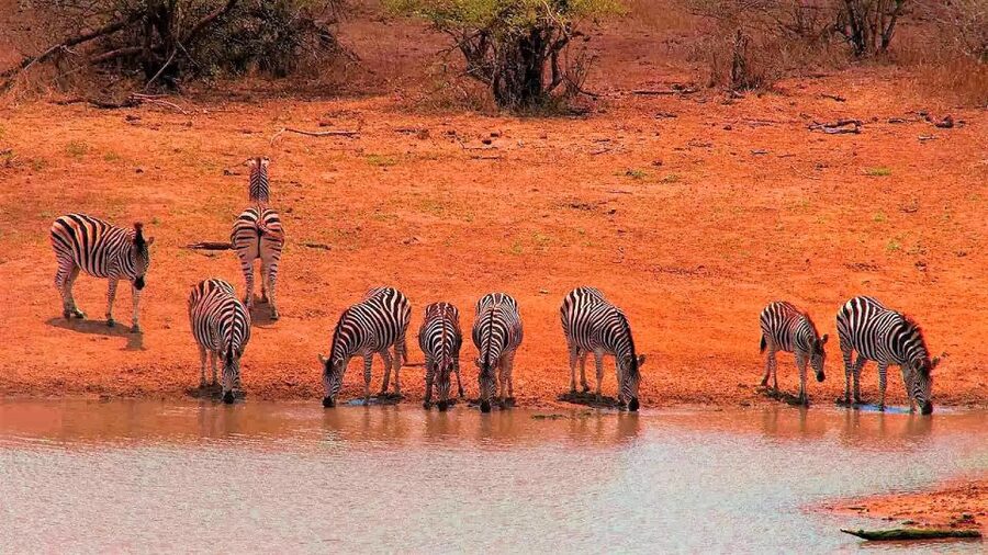 From Cape Town: Kruger National Park 2-Day Safari Trip - Cape Town to Kruger: the travel setup that protects your safari time