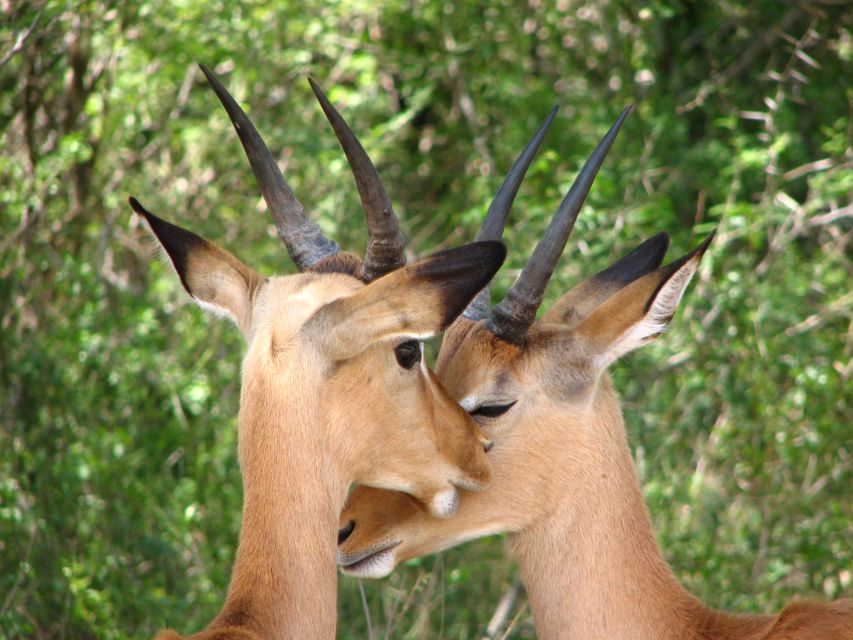 From Cape Town: Kruger National Park 2-Day Safari Trip - Protea in Hazyview: one night that keeps the dawn safari realistic