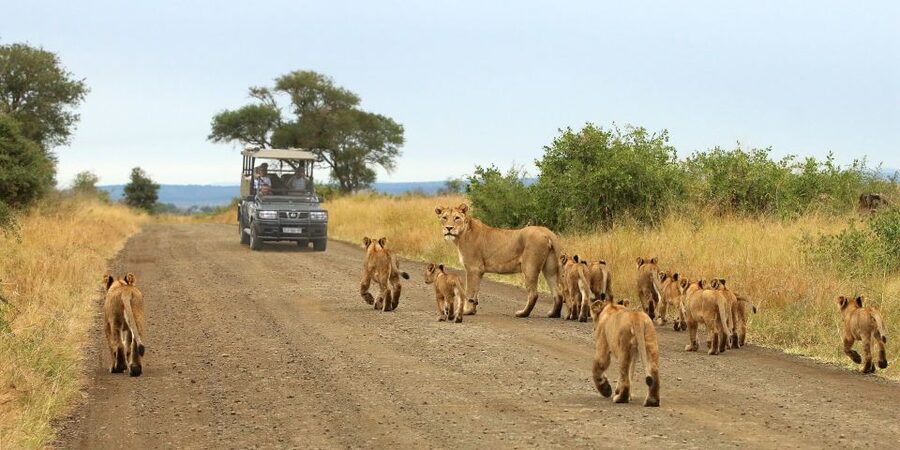 From Cape Town: Kruger National Park 2-Day Safari Trip - Day 1 in Kruger: afternoon safari in Mpumalanga with birds on your radar