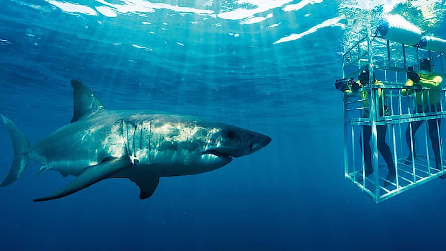 From Cape Town: Shark Cage Diving and Penguin Tour - Sharks off Gansbaai, penguins at Stony Point, all in 9 hours