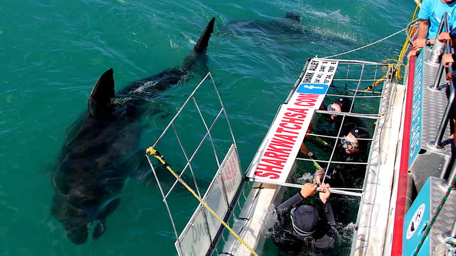From Cape Town: Shark Cage Diving and Penguin Tour - Getting to Gansbaai from Cape Town: the early start that matters