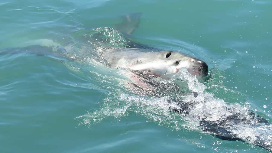 From Cape Town: Shark Cage Diving and Penguin Tour - After the boat: showers, certificates, and the optional DVD