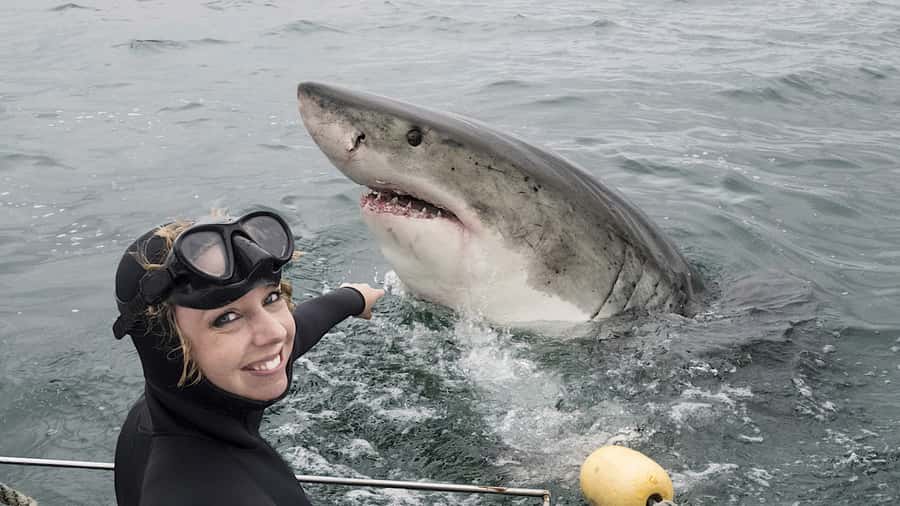 From Cape Town: Shark Cage Diving and Penguin Tour - How the cage encounter works: crew, gear, and your viewing window