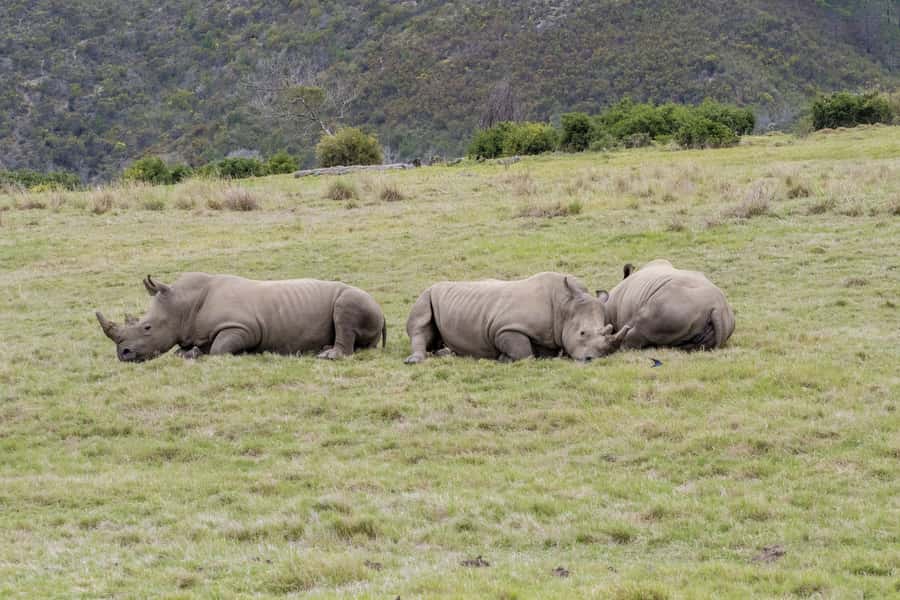 From Cape Town: South African Wildlife and Safari 2-Day Tour - Key things to know before you go