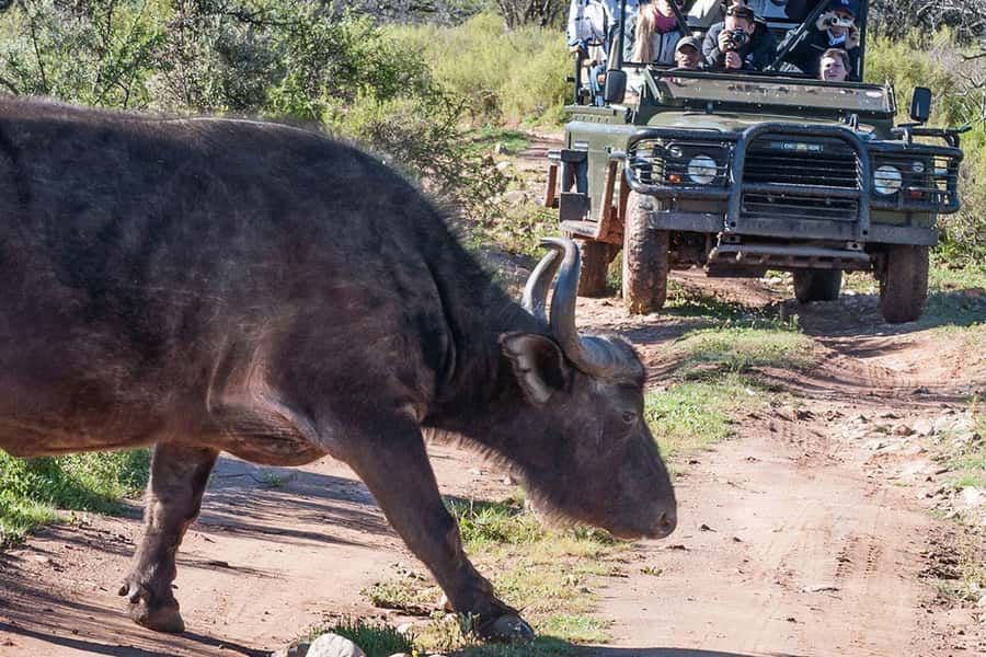 From Cape Town: South African Wildlife and Safari 2-Day Tour - Oudtshoorn after the safari: ostrich town time, not a rushed stop