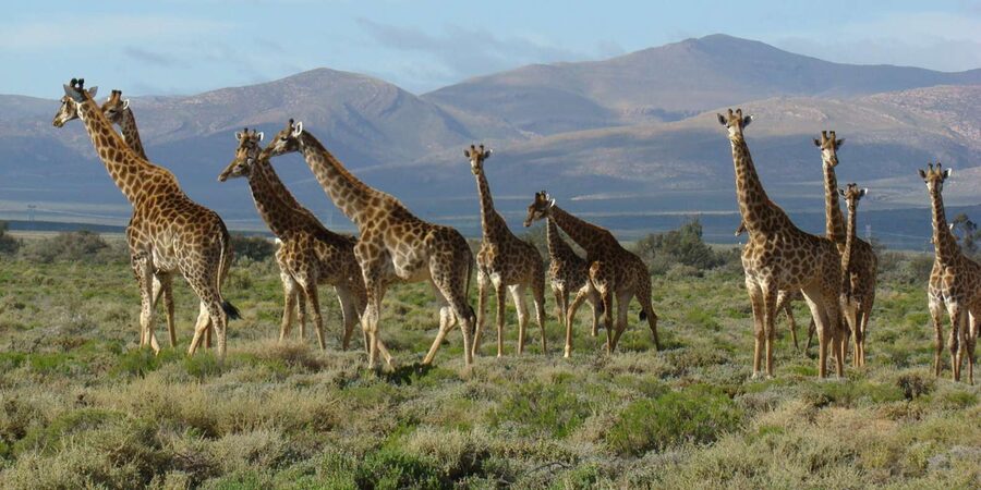 From Cape Town: South African Wildlife and Safari 2-Day Tour - Buffelsdrift Private Game Reserve: where the bush drive shines