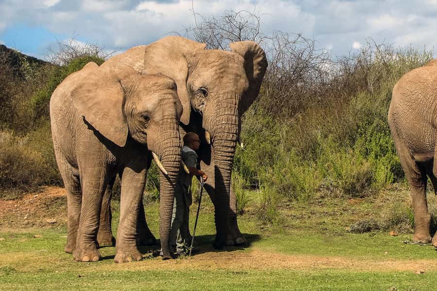 From Cape Town: South African Wildlife and Safari 2-Day Tour - Optional Elephant Observation in Nature: worth adding if you want close encounters