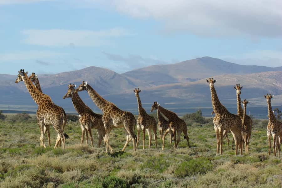 From Cape Town: South African Wildlife and Safari 2-Day Tour - Route 62 on the way back: the 400 km road trip payoff