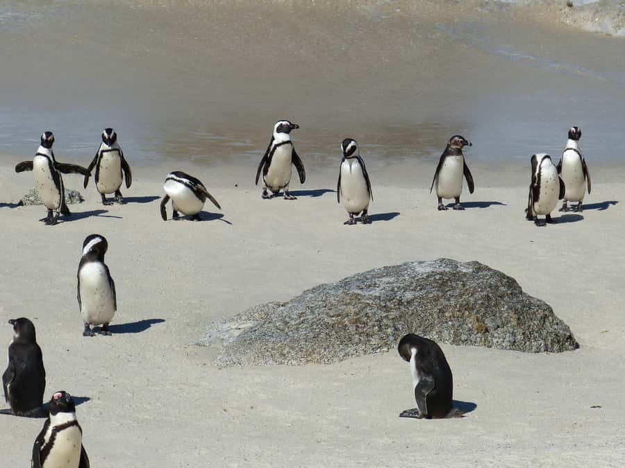 From Cape Town: Table Mountain and Cape of Good Hope Tour - Starting in Cape Town and heading straight for Table Mountain