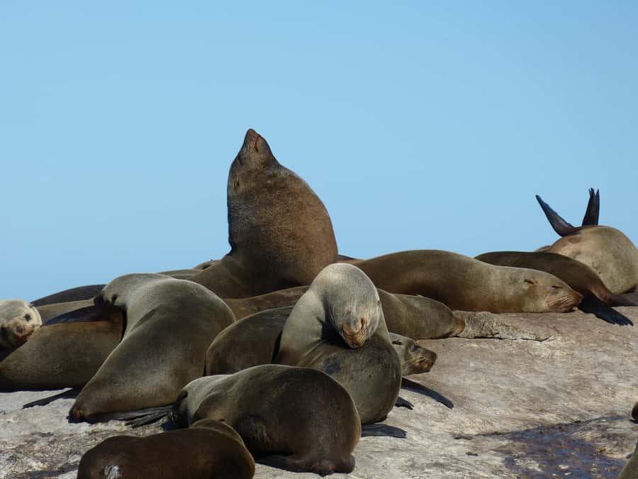 From Cape Town: Table Mountain and Cape of Good Hope Tour - Cape Point lighthouse: choose your effort level with the funicular option