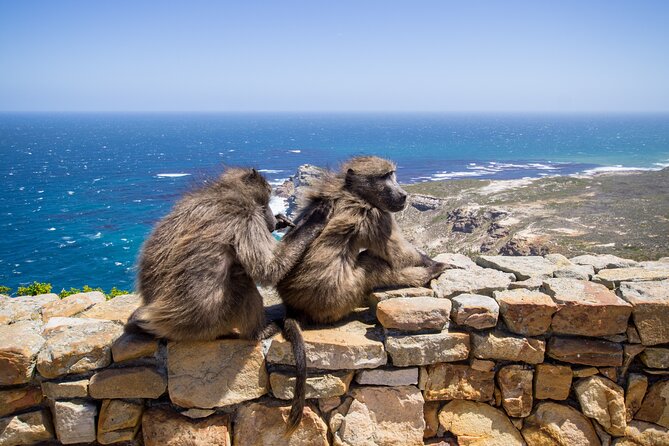 From Cape Town: Table Mountain, Cape of Good Hope & Penguins including Park Fees - Table Mountain cable car: the ticketed payoff
