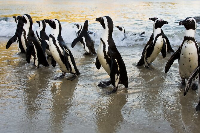 From Cape Town: Table Mountain, Cape of Good Hope & Penguins including Park Fees - Cape of Good Hope: monuments, birds, and that iconic name sign