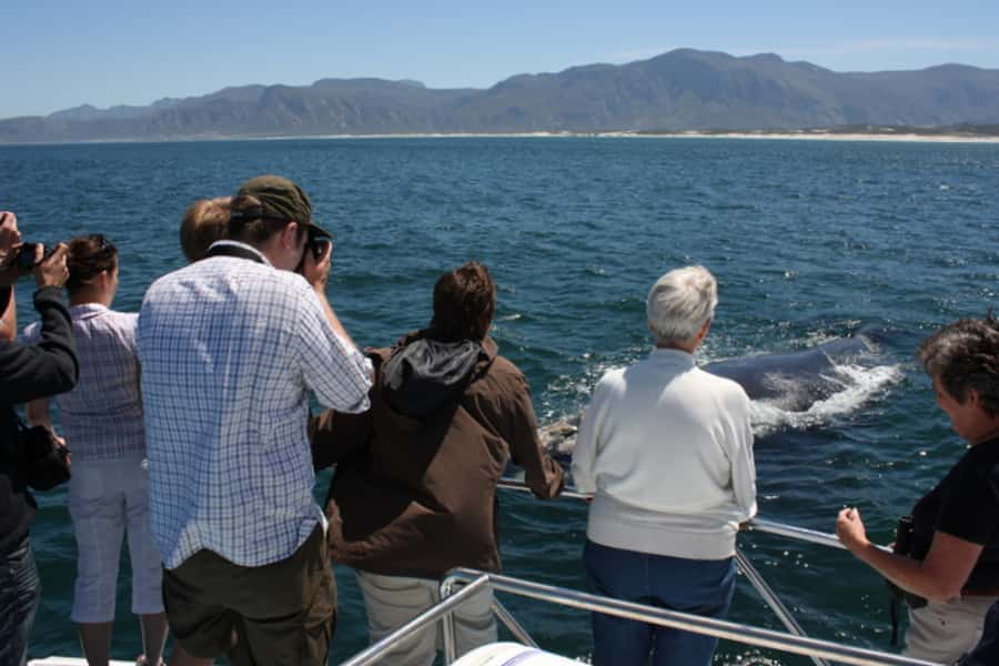 From Cape Town: Whale Watching Tour in Hermanus and Gansbaai - Grabouw Break and Peregrine Farm Stall: Food Stops That Feel Local
