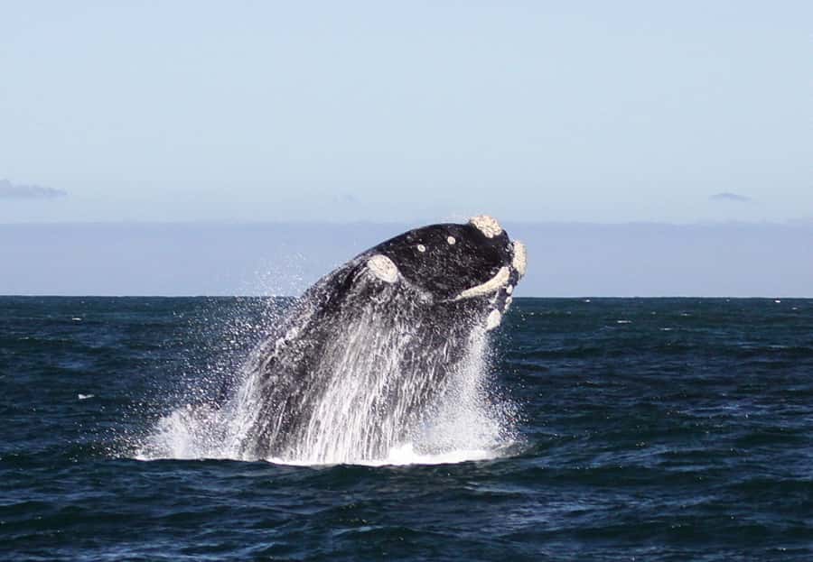 From Cape Town: Whale Watching Tour in Hermanus and Gansbaai - Who This Tour Fits Best (And Who Might Want a Different Plan)