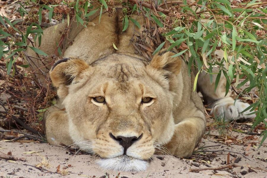 From Cape Town: Wildlife Safari, Olive, Beer & Wine Tasting - Safari, Olive Farm, Beer, Toffees, and the Blouberg View
