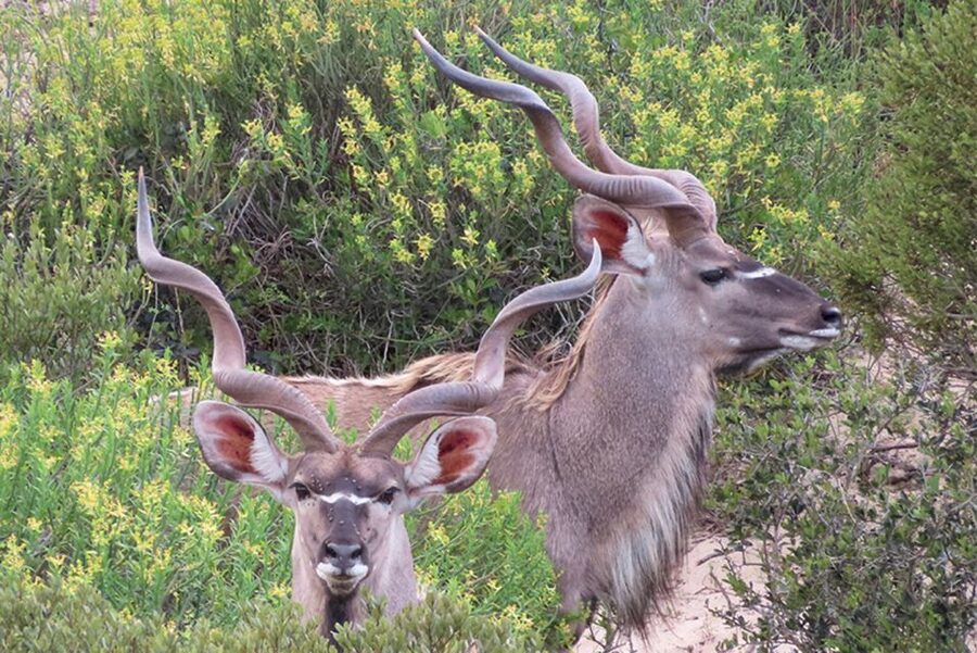 From Cape Town: Wildlife Safari, Olive, Beer & Wine Tasting - Buffelsfontein Game and Nature Reserve Safari: Wildlife Without the Hassle