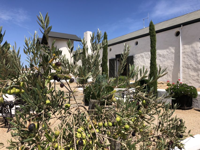 From Cape Town: Wildlife Safari, Olive, Beer & Wine Tasting - Olive and Wine Tasting at Alexanderfontein: What You’re Really Buying Into