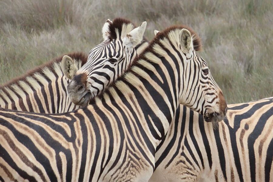 From Cape Town: Wildlife Safari, Olive, Beer & Wine Tasting - The Morning Transfer From Cape Town to Buffelsfontein