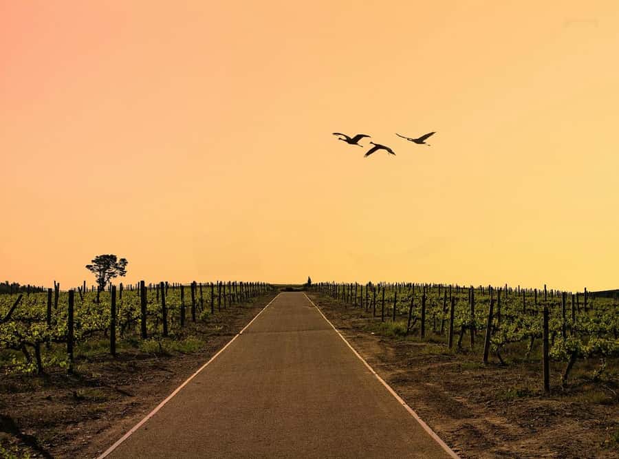 From Cape Town: Winelands Full Day Tour and Wine Tasting - Key highlights to know before you go