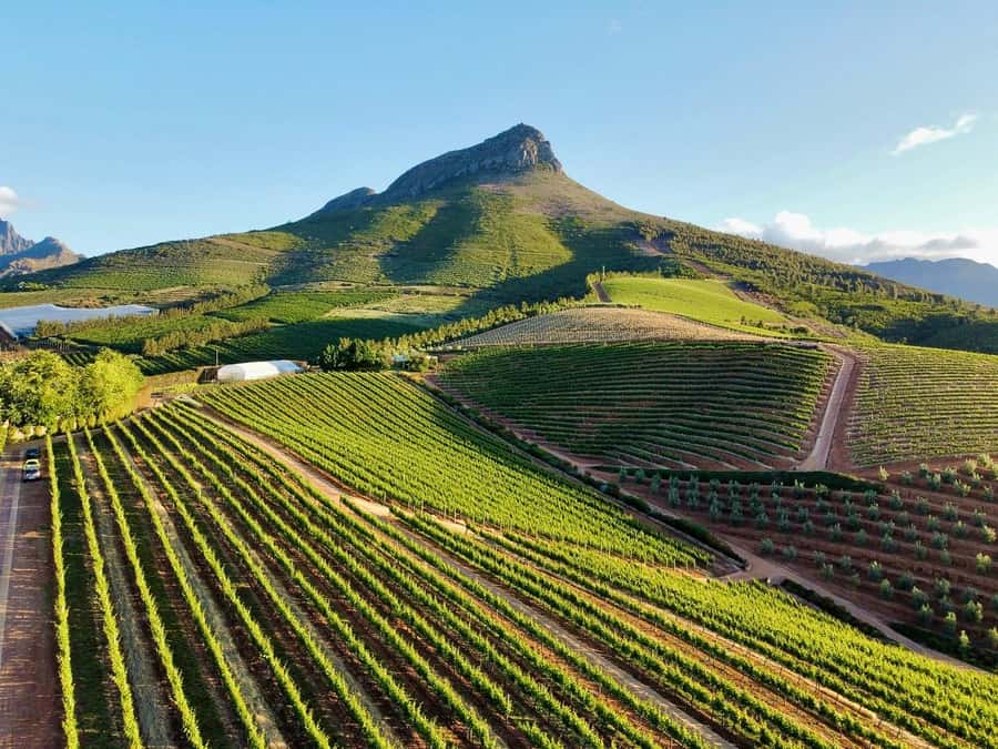 From Cape Town: Winelands Full Day Tour and Wine Tasting - Stellenbosch wine cellar tour and tastings that make the bottles click