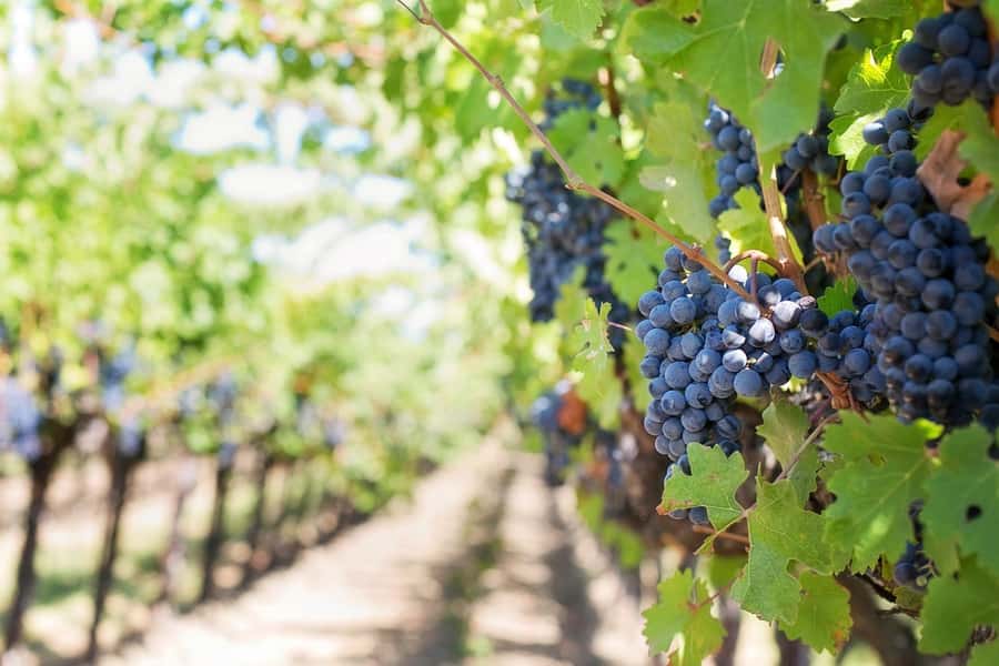 From Cape Town: Winelands Full Day Tour and Wine Tasting - Franschhoek, the French Corner, and the Huguenot influence