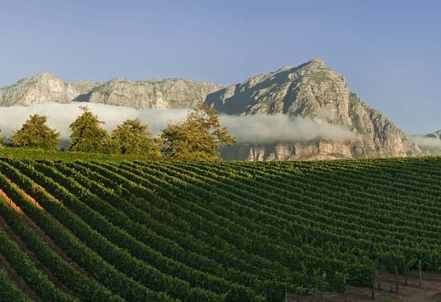 From Cape Town: Winelands Tour and Tastings - Stellenbosch: Cellar Tour, Cheese Pairing, and a Real Town Stroll