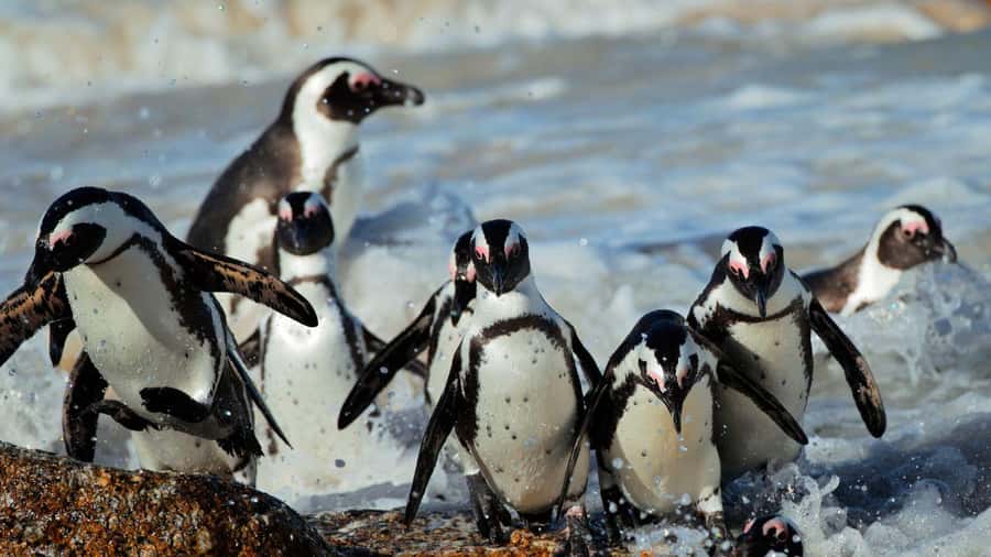 From CapeTown:Full Day Tour to Cape of Good Hope&Cape Point - Key Things You’ll Notice on This Cape Peninsula Day