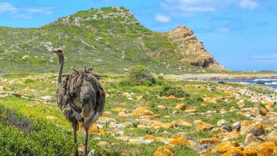 From CapeTown:Full Day Tour to Cape of Good Hope&Cape Point - Hout Bay and the Seal Island Option