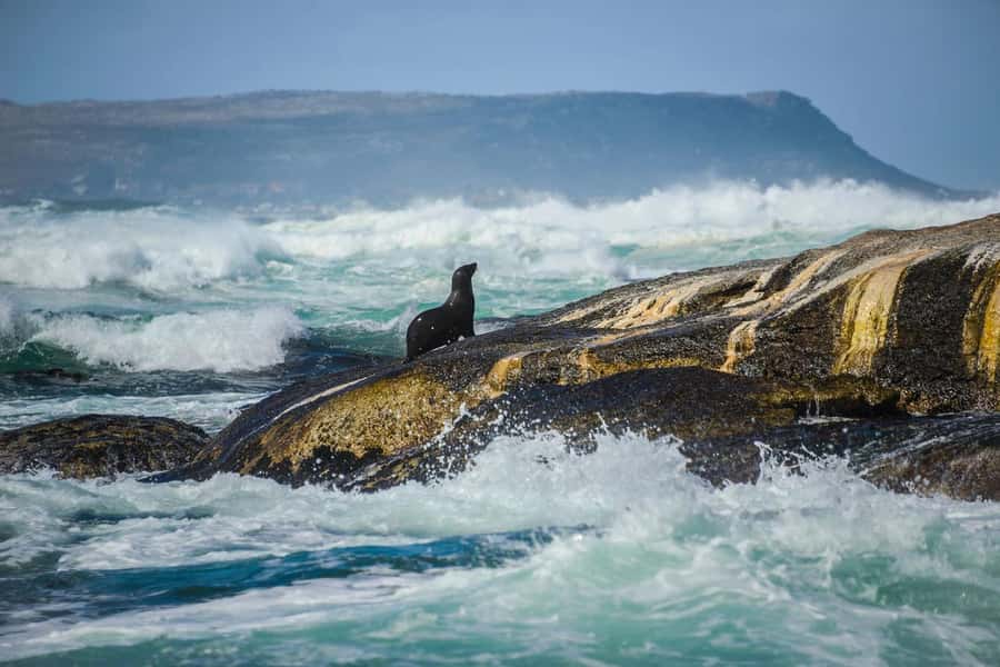 From CapeTown:Full Day Tour to Cape of Good Hope&Cape Point - Boulders Beach Penguin Time, Plus Simon’s Town Lunch