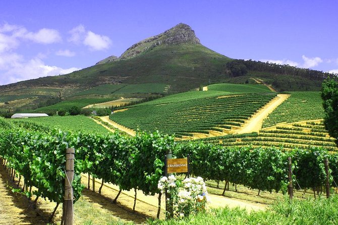 From CapeTown: Stellenbosch Half Day Wine Tour - Stop 2 in the Stellenbosch vineyards: biltong and wine