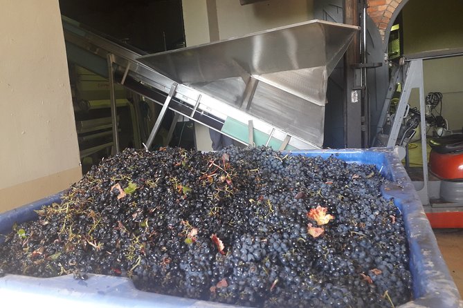 From CapeTown: Stellenbosch Half Day Wine Tour - Stop 1 at Suider Paarl: pods, wine, and cheese pairing
