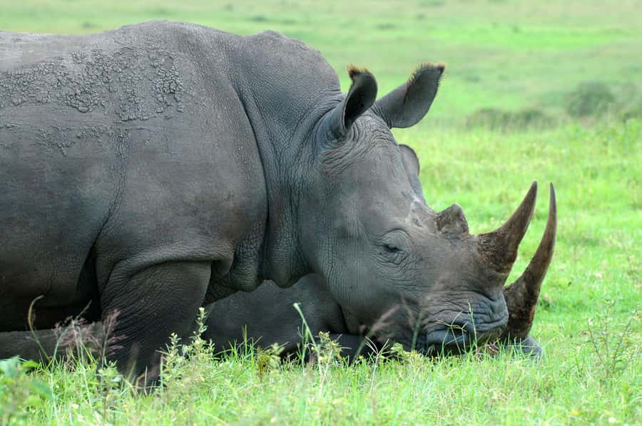 From Durban: Half-Day Safari Tour - From Durban to Tala, you do wildlife without the long haul