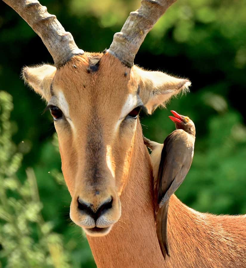 From Durban: Half-Day Safari Tour - The African Raptor Centre: why bird-of-prey time is more than a side stop
