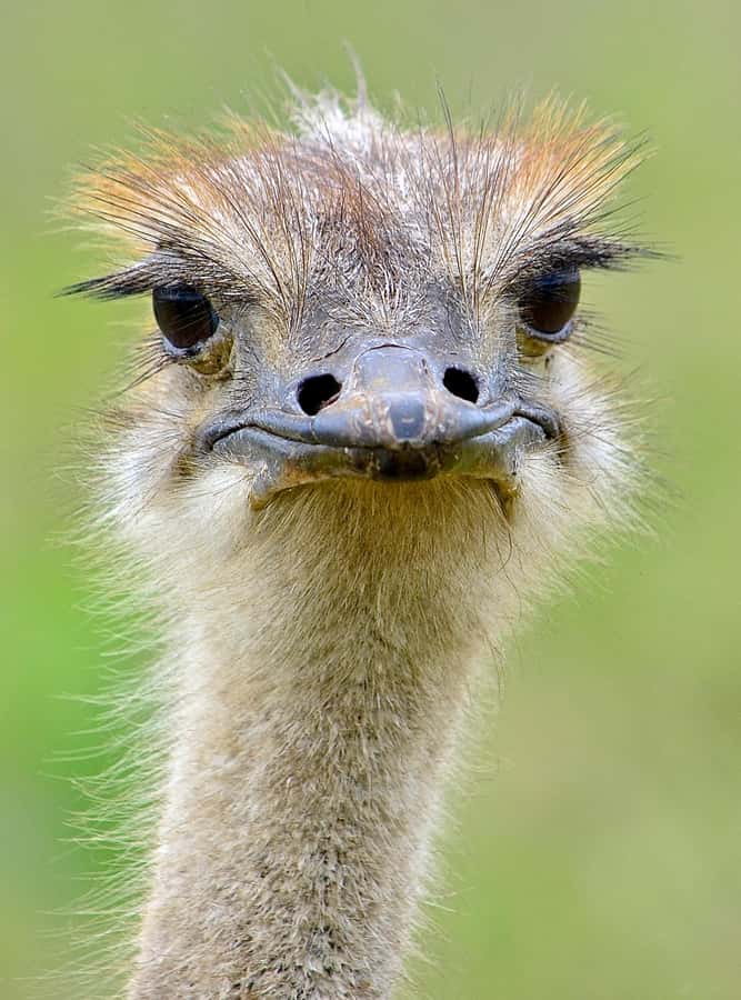 From Durban: Half-Day Safari Tour - Getting from your hotel: pickup that keeps things simple