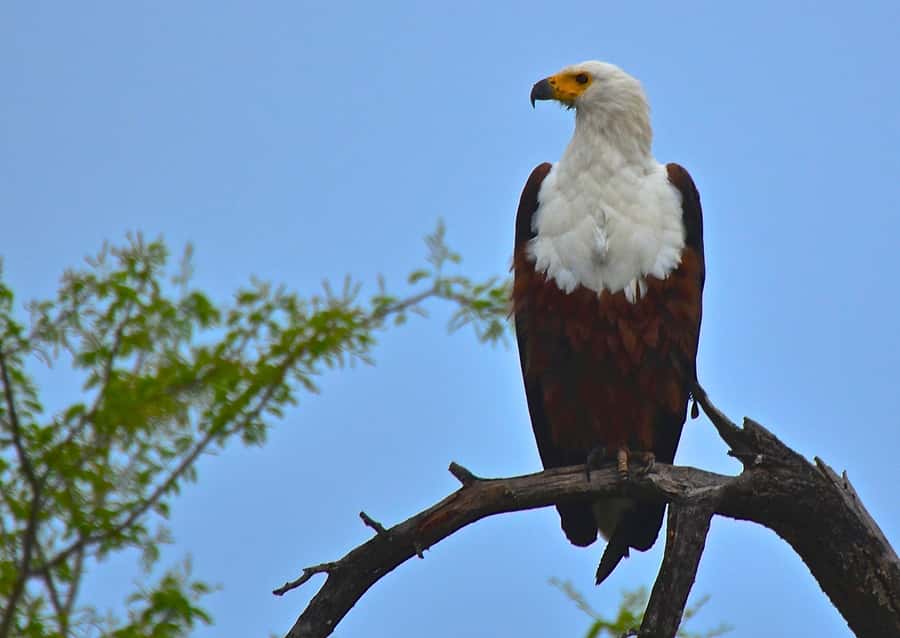 From Durban: Half-Day Safari Tour - Wheelchair access and how to make it work