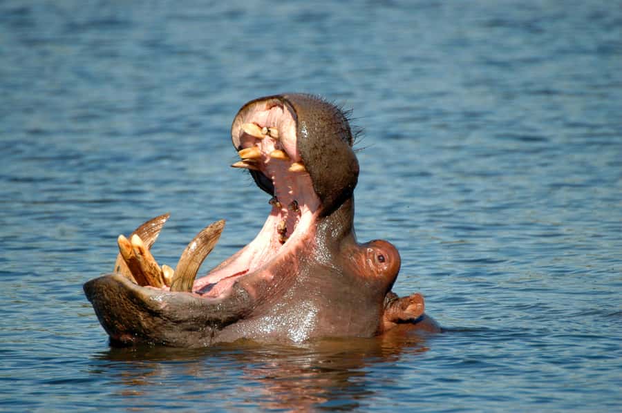 From Durban: Half-Day Safari Tour - Tala Private Game Reserve: rhinos, giraffes, hippos, and 370 birds
