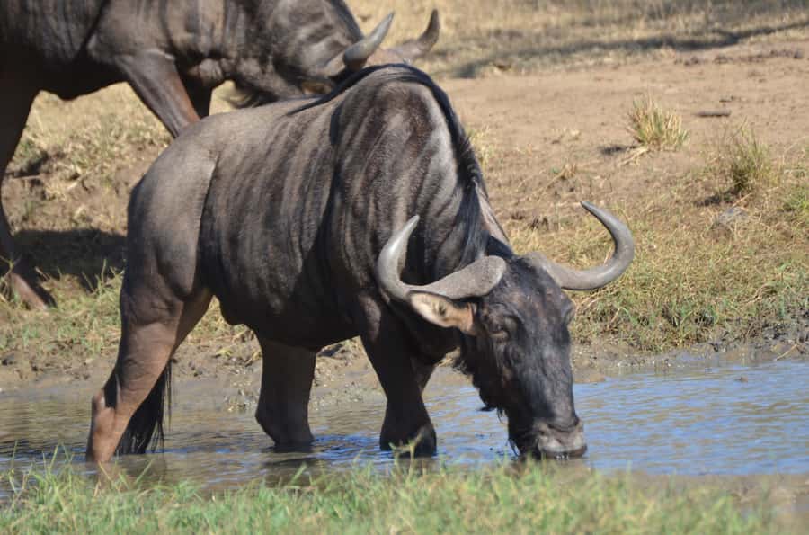 From Durban: Hluhluwe Imfolozi Game Reserve Day Trip - Key things you’ll notice