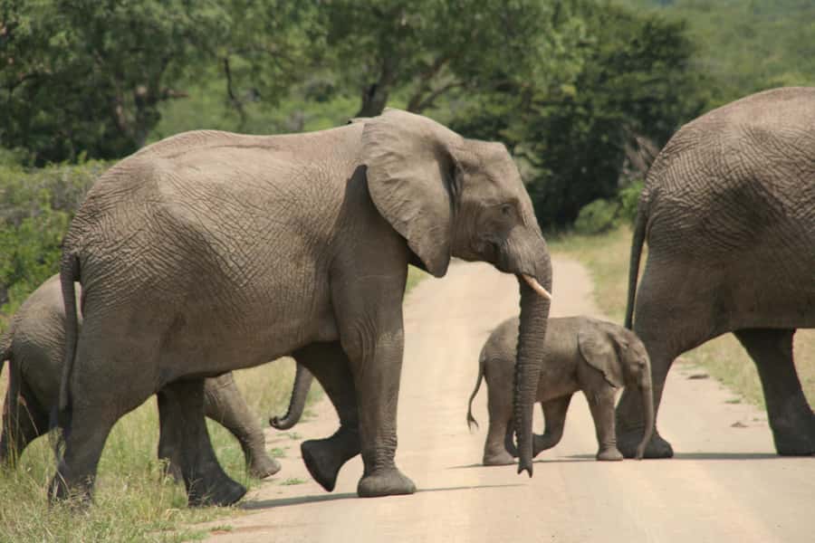 From Durban: Hluhluwe Imfolozi Game Reserve Day Trip - Durban to Hluhluwe Imfolozi: What this day trip is really about