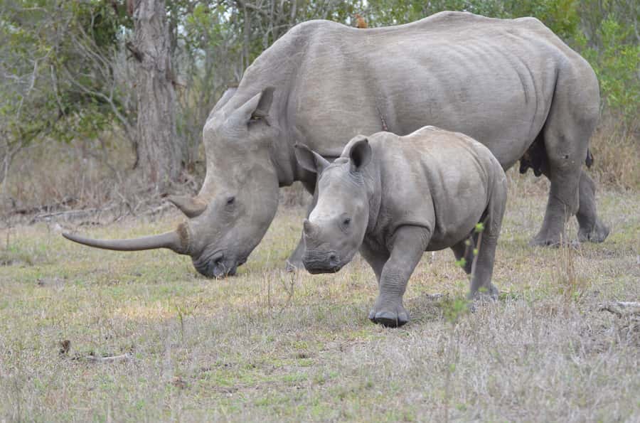 From Durban: Hluhluwe Imfolozi Game Reserve Day Trip - Optional Emtoneni Wild Cat Sanctuary: A smart change of pace