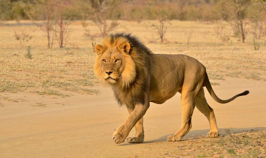 From Durban: Hluhluwe Imfolozi Game Reserve Day Trip - iSimangaliso Wetland Park boat cruise: When water brings the wildlife