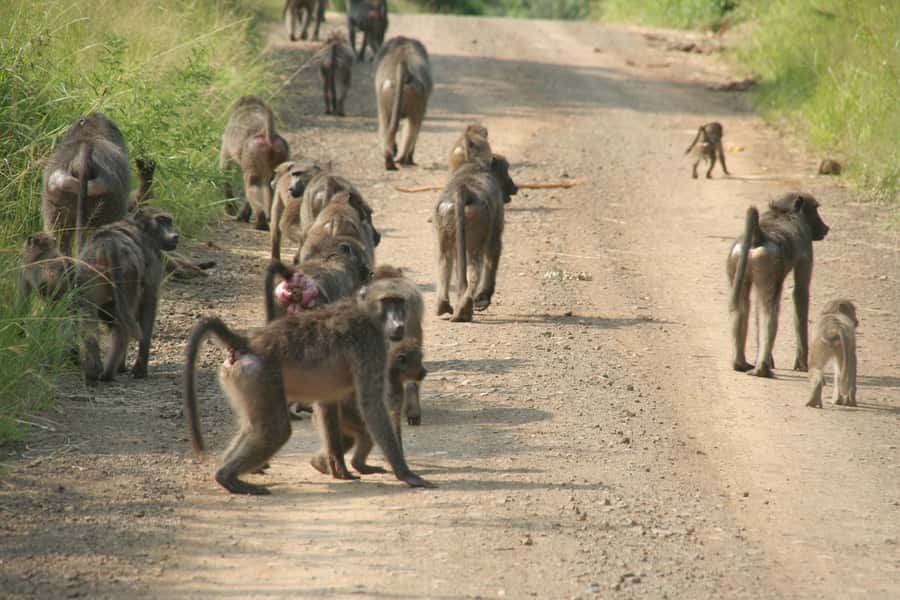 From Durban: Hluhluwe Imfolozi Game Reserve Day Trip - Guides and language options: Getting the explanations you want