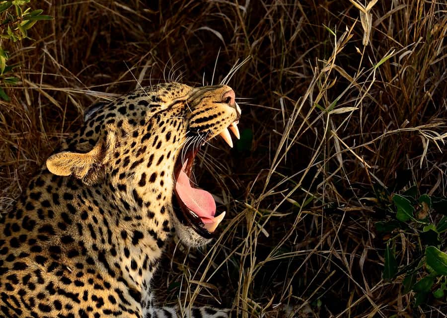 From Durban: Hluhluwe Imfolozi Game Reserve Day Trip - Inside Hluhluwe Imfolozi: Your Big Five game drive plan