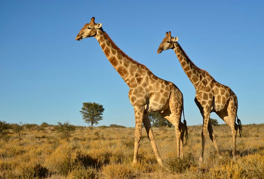 From Durban: Safari & PheZulu Village Day Tour - Should you book the Safari and PheZulu Village Day Tour?